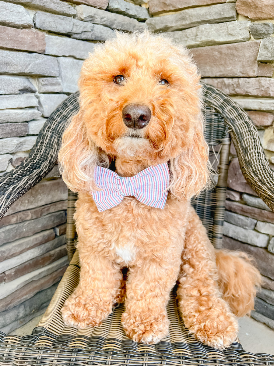 Goldendoodle bow outlet tie