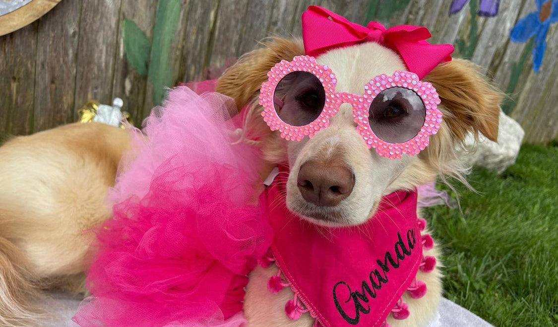 All About Pink Dog Tutu